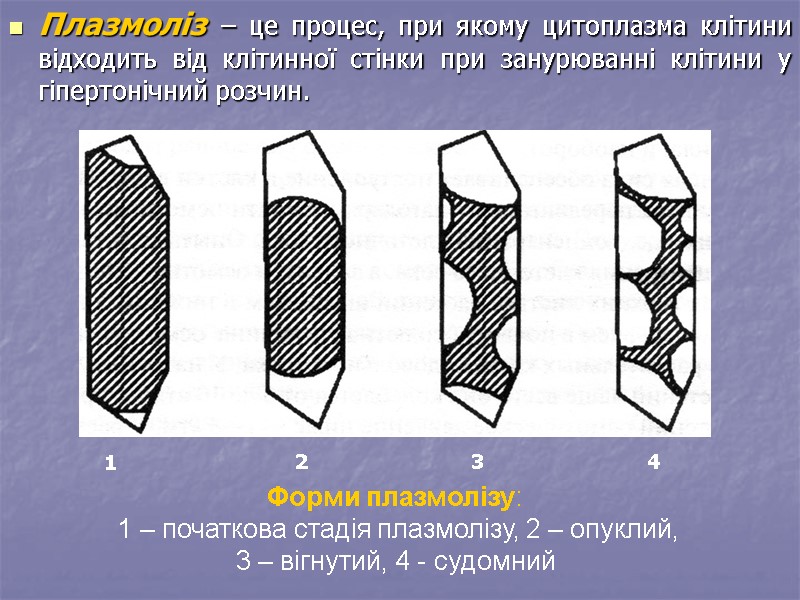 Плазмоліз – це процес, при якому цитоплазма клітини відходить від клітинної стінки при занурюванні